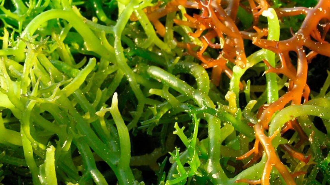 Há condições para cultivo de macroalgas marinhas no sul de Moçambique-UEM