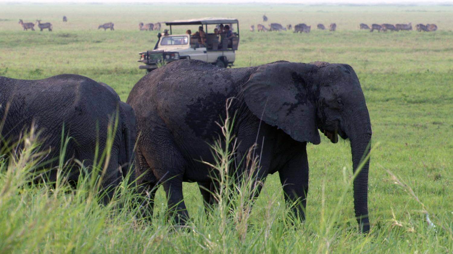 Governo Exige Novas Estratégias Para Mitigar Conflito Homem-Fauna Bravia • Diário Económico