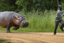 Conflito homem-fauna bravia em Sofala preocupa Procuradoria-Geral da República