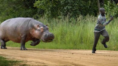 Conflito homem-fauna bravia em Sofala preocupa Procuradoria-Geral da República