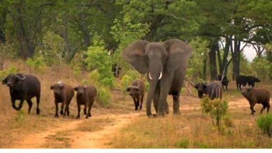Ataque de animais bravios deixa duas pessoas gravemente feridas em Mecula, Niassa