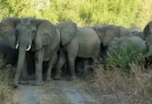Conflito homem-fauna bravia faz onze mortos em Cahora Bassa