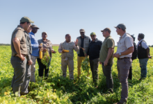 Governo projecta auto-suficiência na produção de hortícolas até ao final de 2027