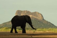 População de elefantes em Moçambique ultrapassa os 22 mil exemplares