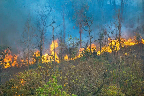 QUEIMADAS DESCONTROLADAS AMEAÇAM PLANTAS MEDICINAIS EM MANICA