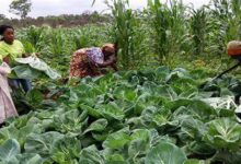 Campanha agrícola em Tete: Governo provincial adota plano de contingência contra o El Niño
