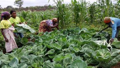 Campanha agrícola em Tete: Governo provincial adota plano de contingência contra o El Niño