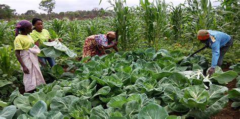 Campanha agrícola em Tete: Governo provincial adota plano de contingência contra o El Niño